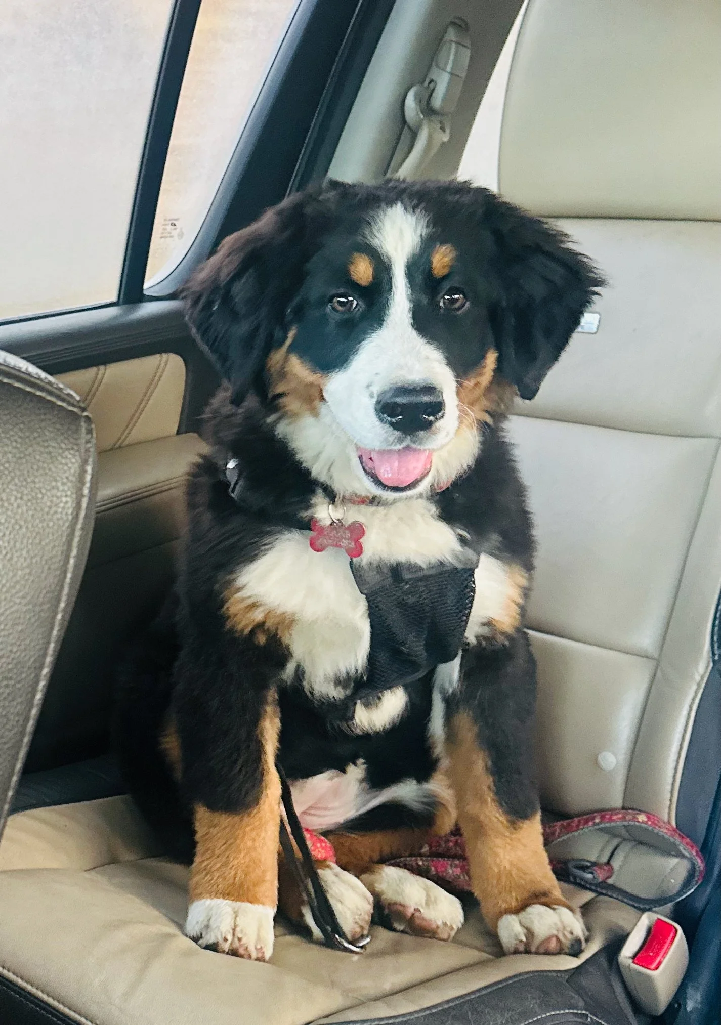 A Bernese Mountain Dog puppy sitting in a car seat with a harness, smiling at the camera.