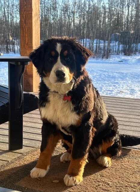 Young Bernese Mountain Dog puppy sitting on a wooden porch with snow-covered ground and trees in the background during daylight.