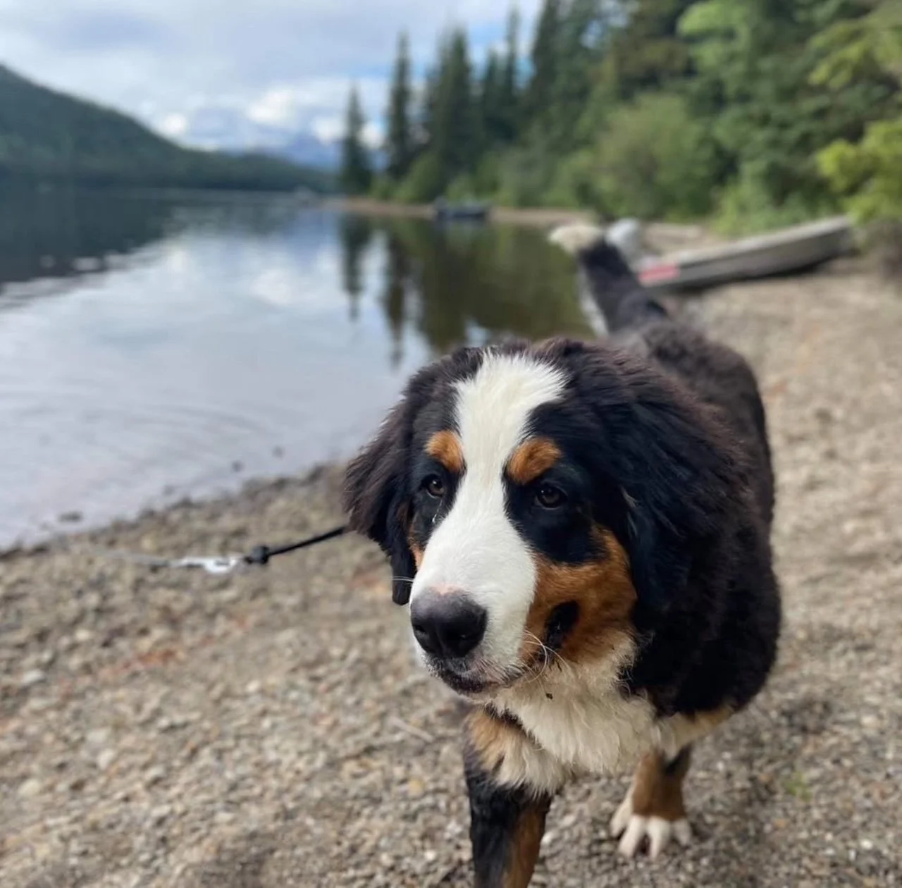 A Bernese Mountain Dog puppy standing on a rocky beach next to a calm lake with trees and mountains in the background.