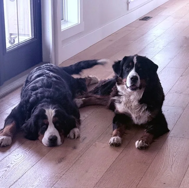 Two Bernese Mountain Dogs lying on a wooden floor near a glass door, one resting and the other sitting and looking at the camera.