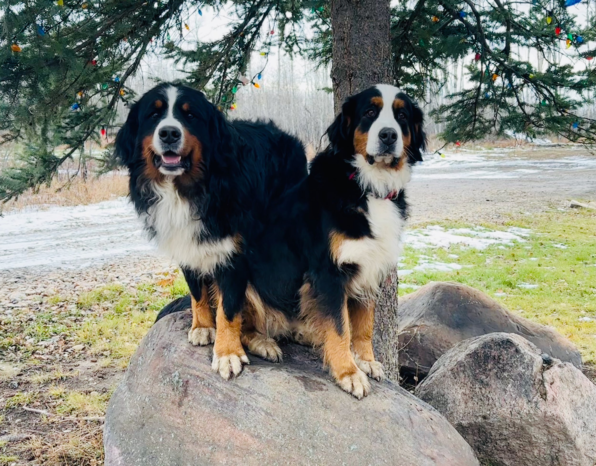 Two Bernese Mountain Dogs standing on large rocks near a tree with Christmas lights, outdoors with patches of snow and grass.