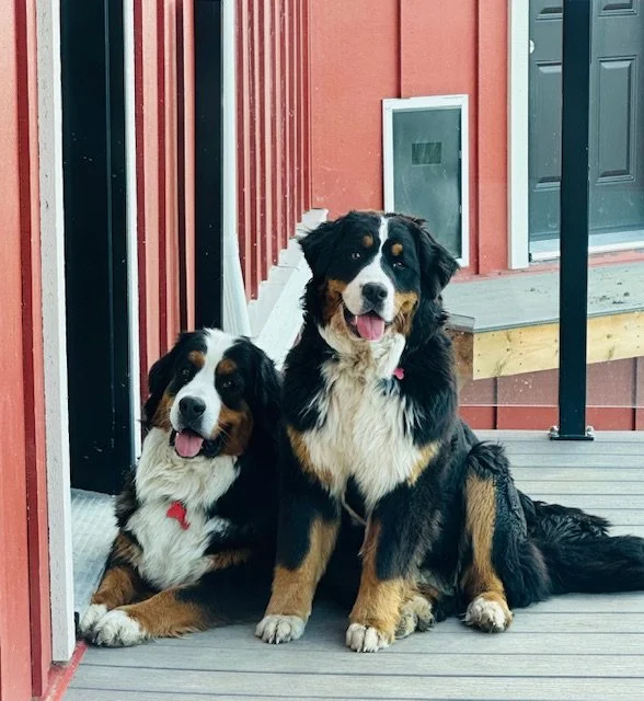 Two Bernese Mountain Dogs sitting on a porch in front of a red house, with a door and porch railing visible.