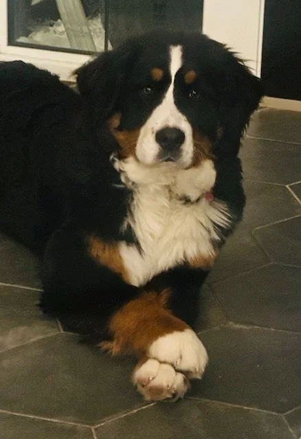 A Bernese Mountain Dog lying on a tiled floor in front of a window, with its front paws crossed.