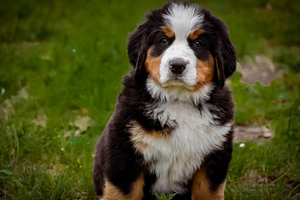 Cute Australian Shepherd puppy sitting on green grass, looking at the camera.
