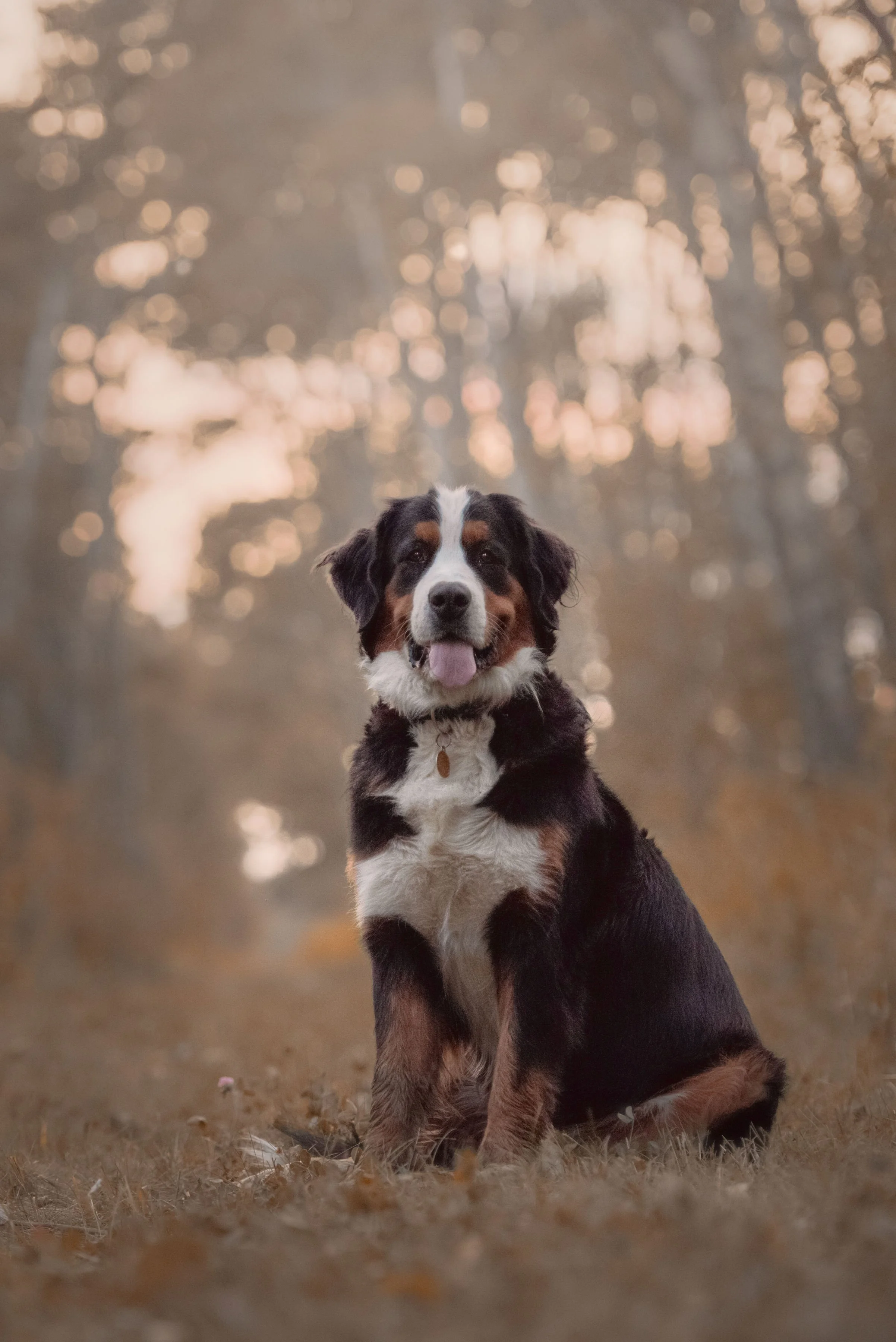 A happy Bernese Mountain Dog sitting outdoors on grass with a blurred fall-colored forest background in warm light.