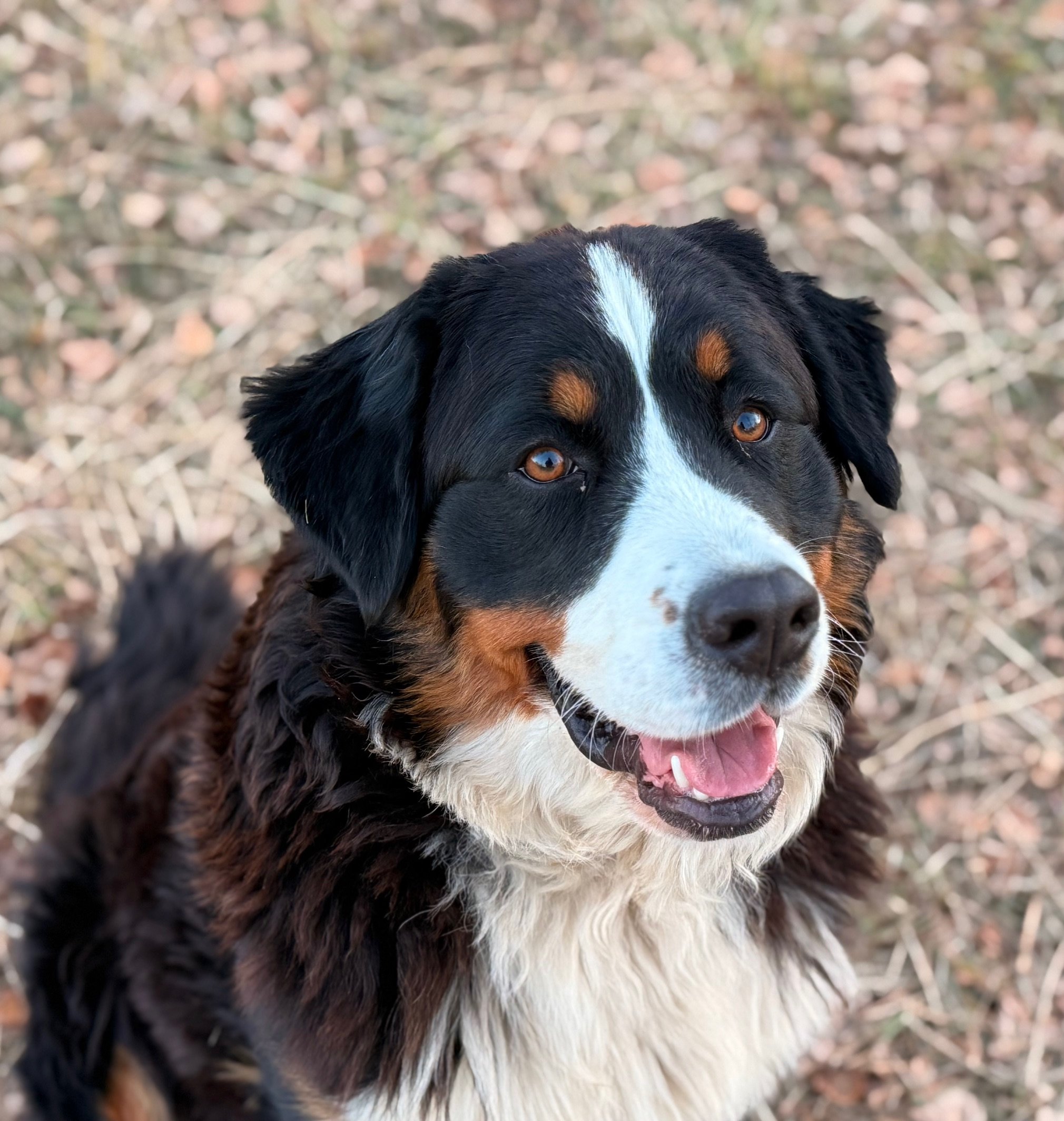 A happy Bernese Mountain Dog with black, white, and brown fur outdoors among fallen leaves and grass.