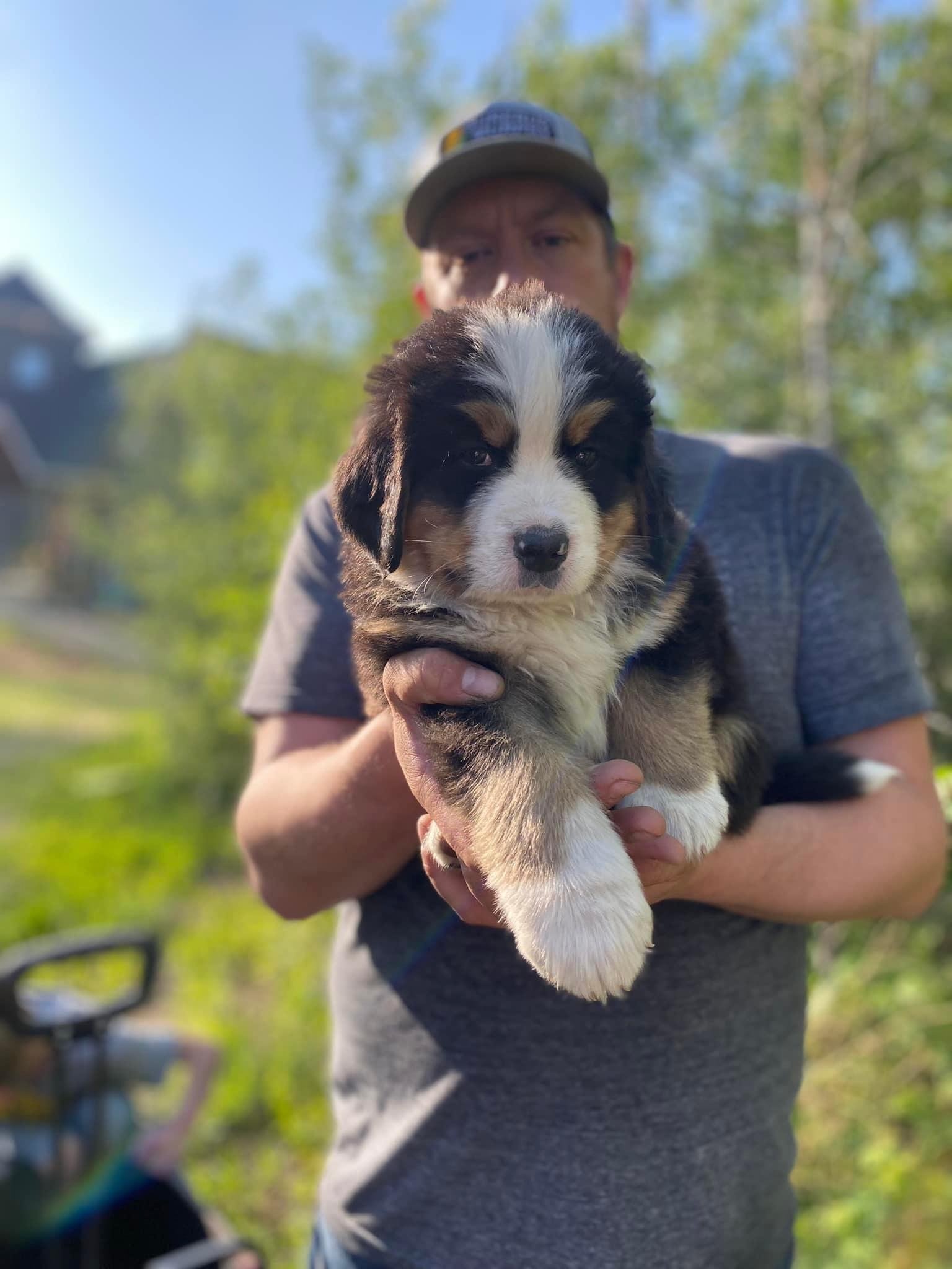 A man holding a cute Bernese mountain puppy outdoors with trees and blue sky in the background.