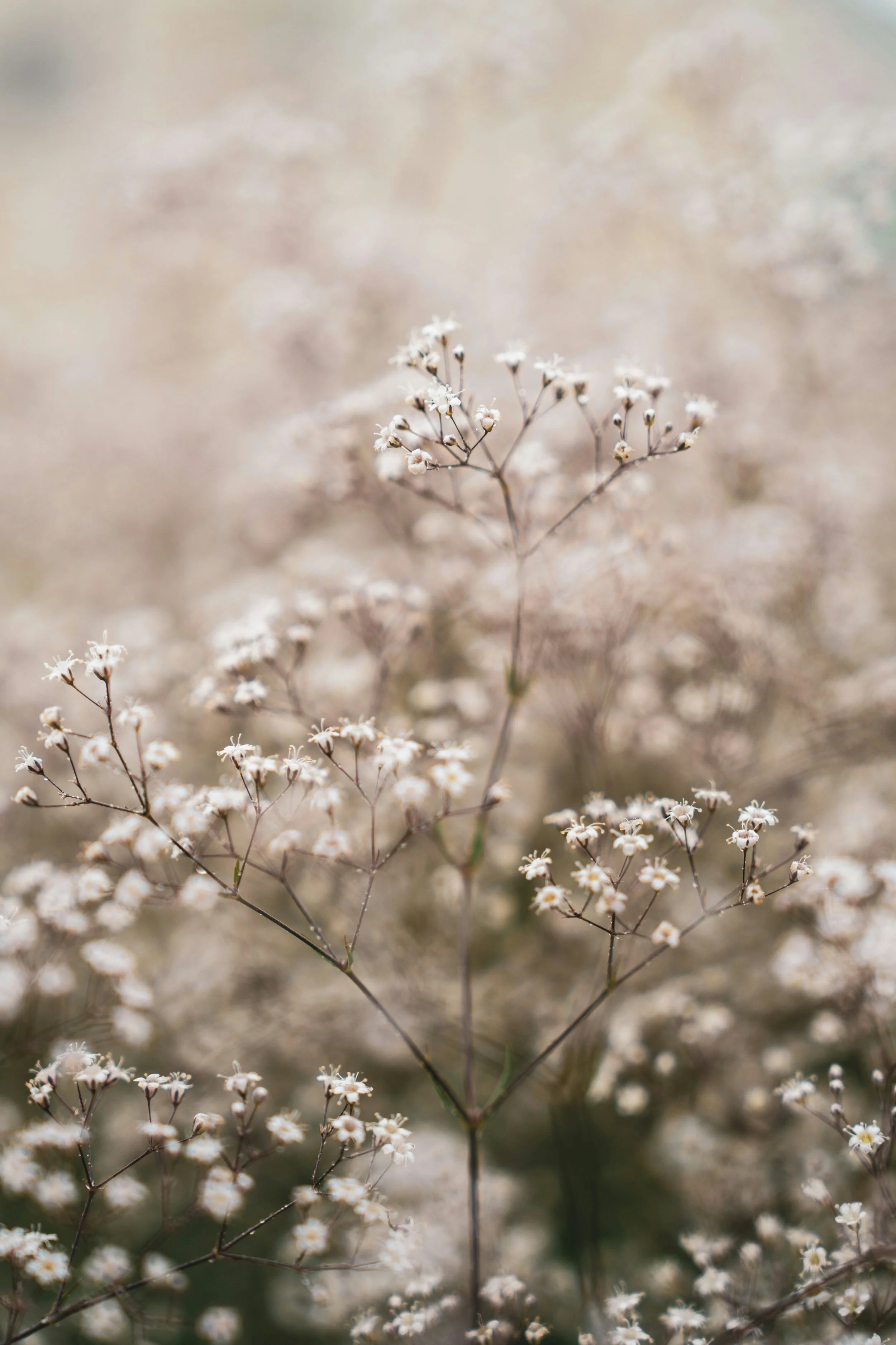 Wuluku Wombs: Stories &amp; Teachings #3