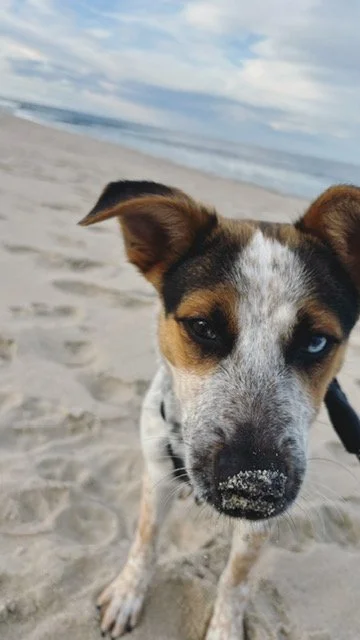 photo of a dog on the beach with sand on his nose