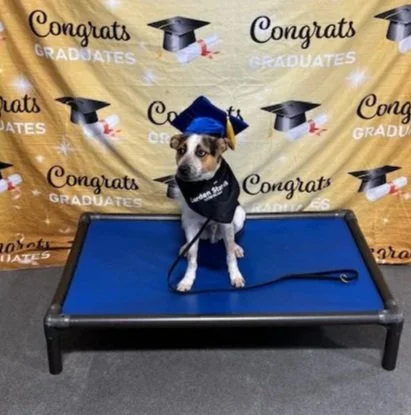 photo of a dog in a graduation cap and bandana