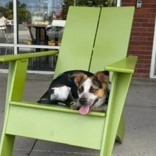 Benny+happy+sitting.jpg