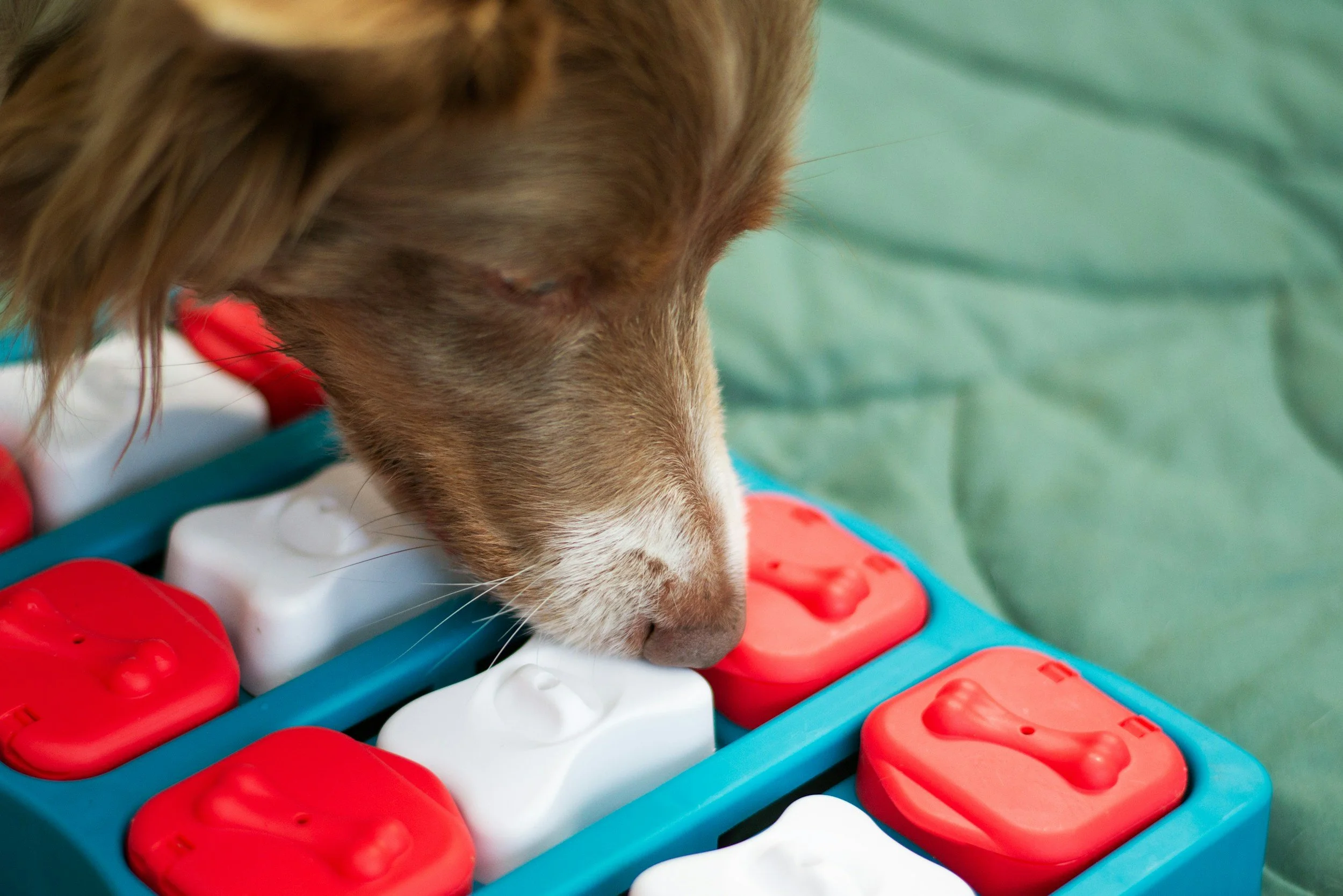 Best Enrichment Toys for Dogs