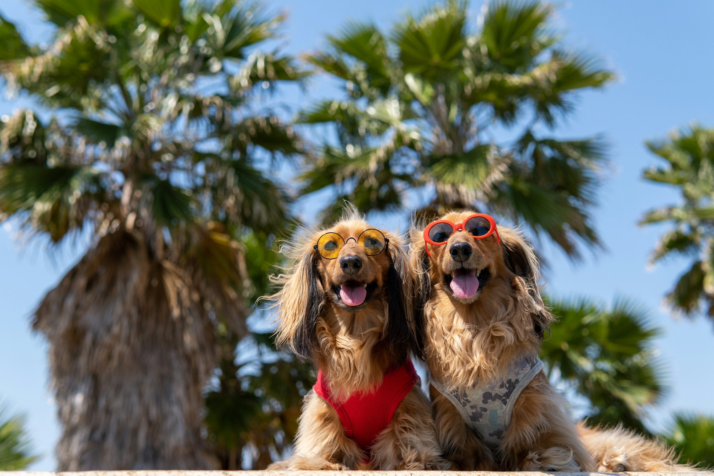 Summer Safety Tips for Dogs