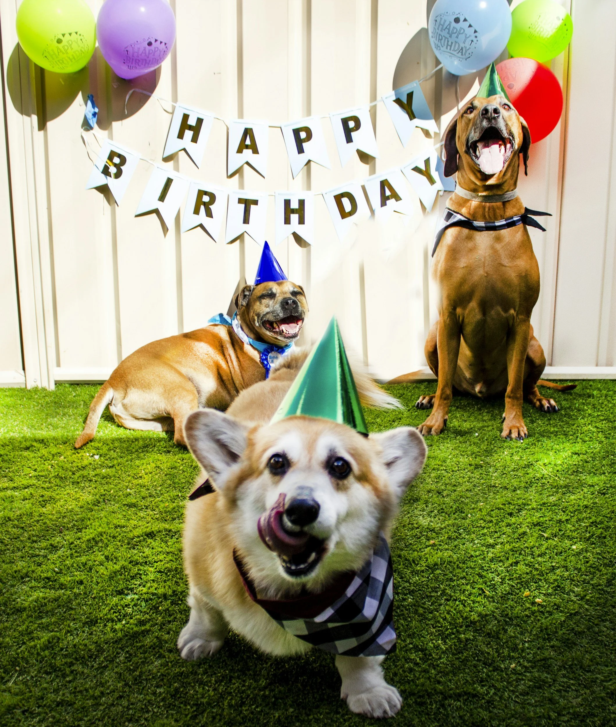 Dog Birthday Party Ideas