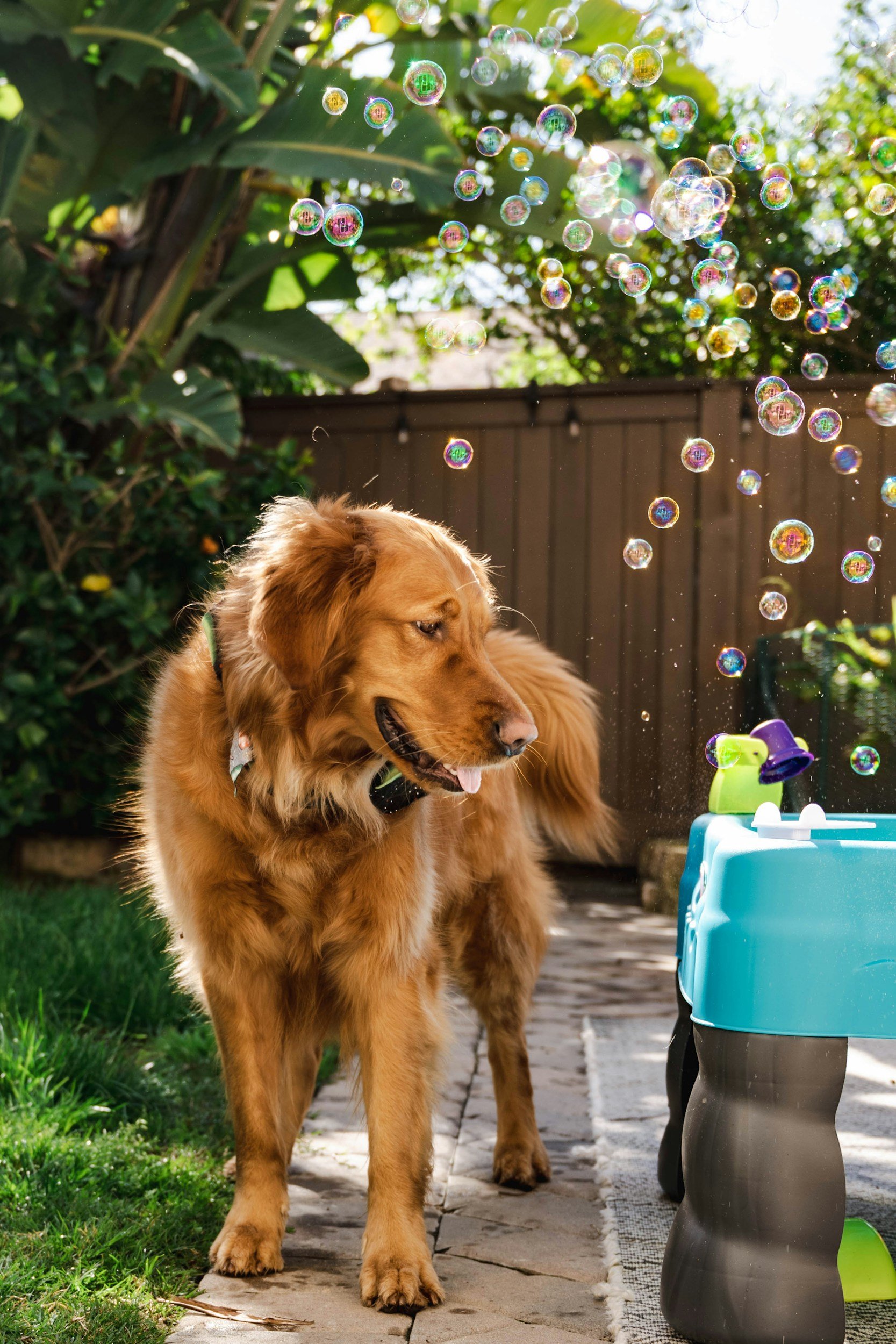 Summer Pet Essentials: Warm-Weather Favorites for Dogs &amp; Cats