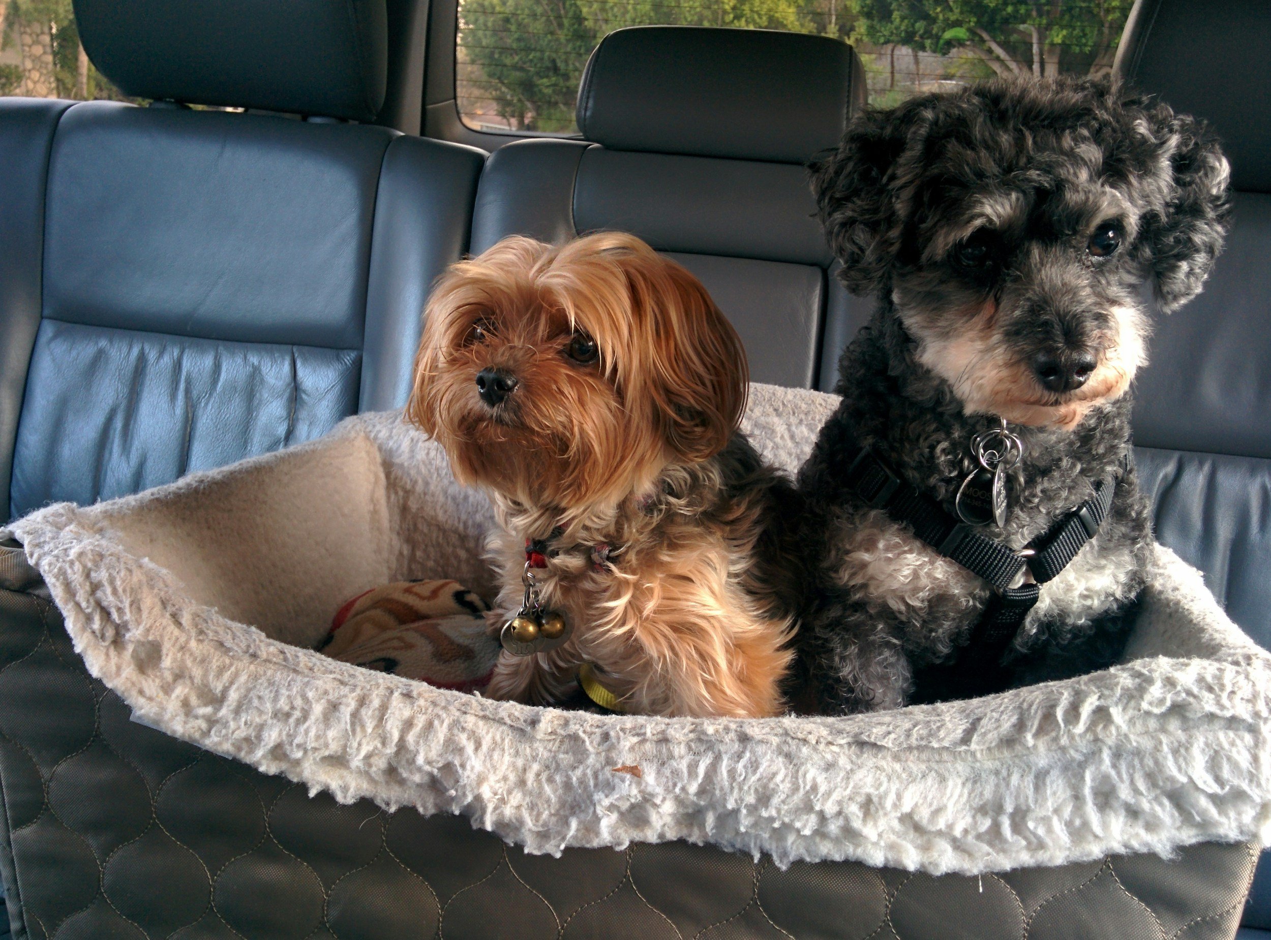 Summer Road Trip Essentials for Dogs &amp; Cats