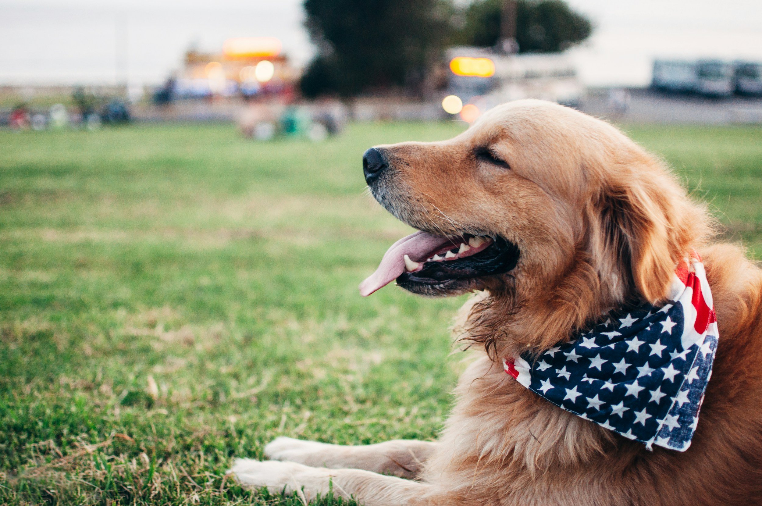 Fourth of July Pet Safety Tips for Dogs &amp; Cats
