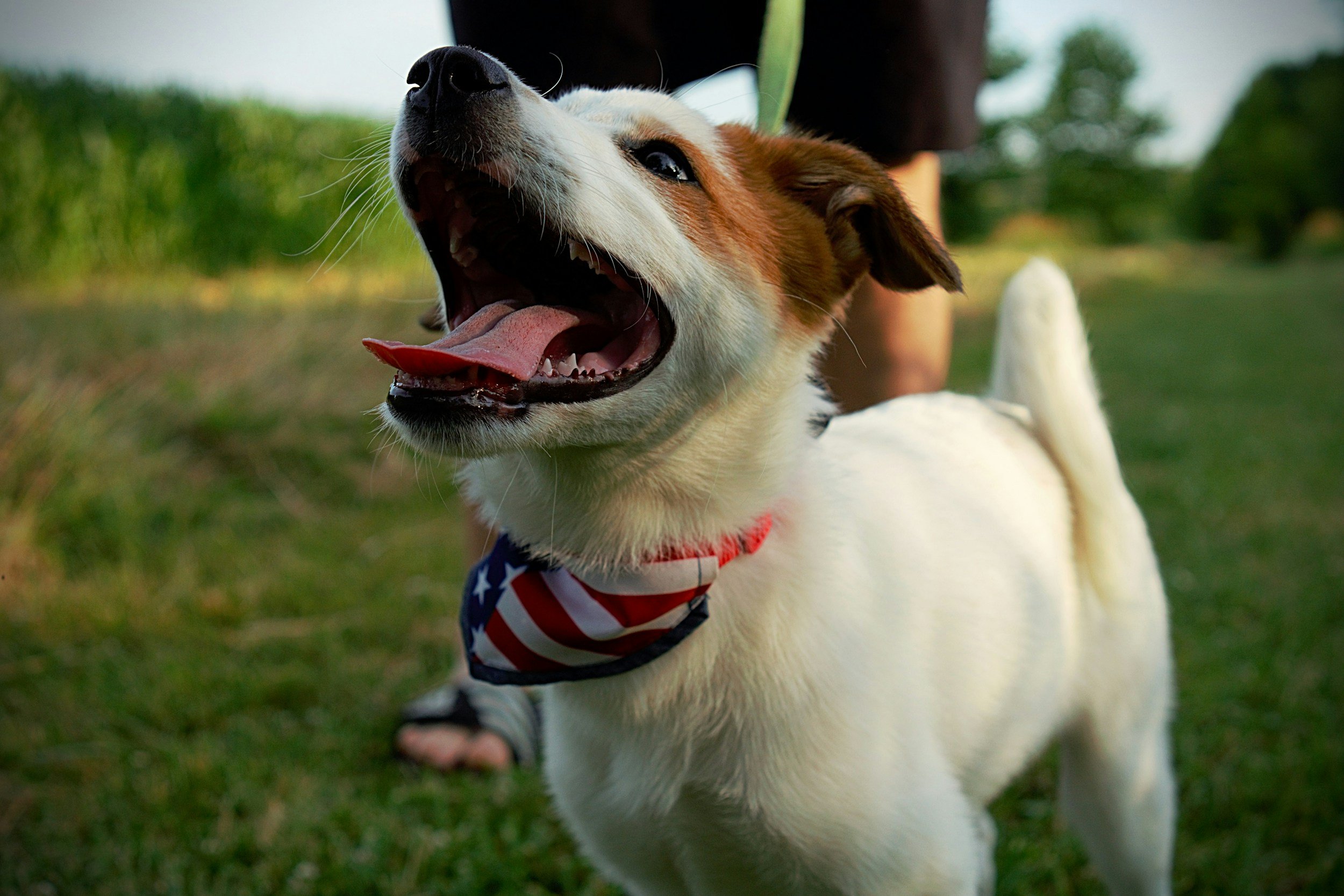Labor Day Weekend Pet Travel Checklist for Dogs &amp; Cats