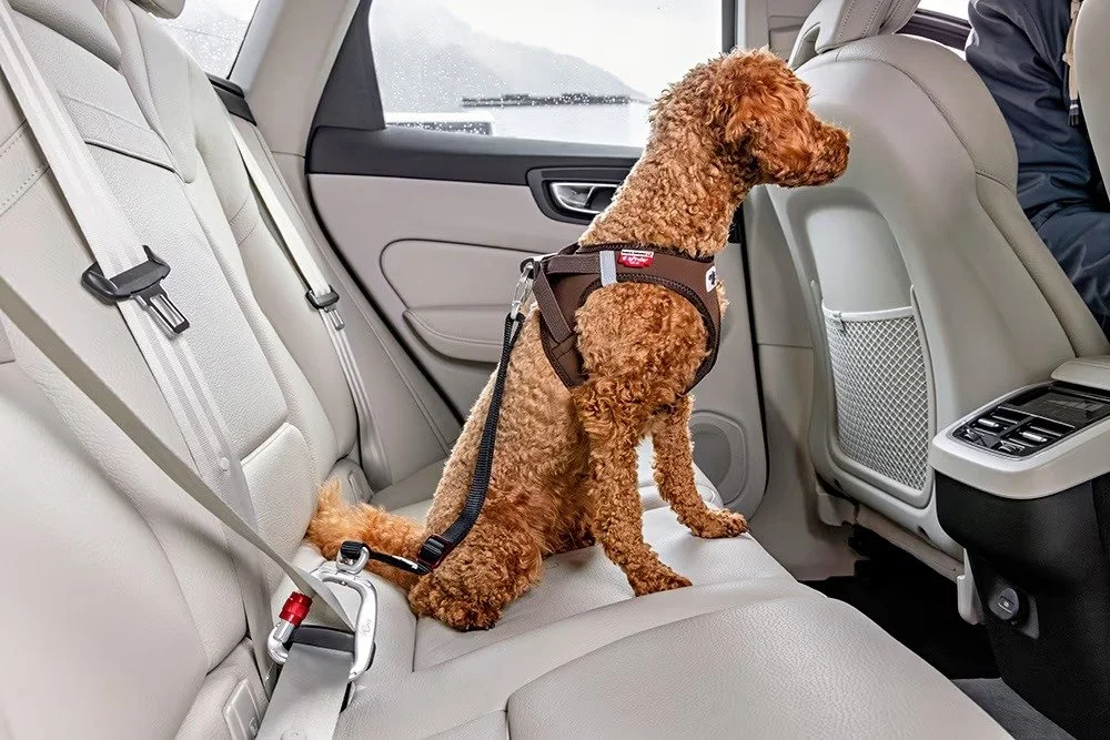 curli V2 black dog car safety belt with swivel carabiner and vehicle attachment