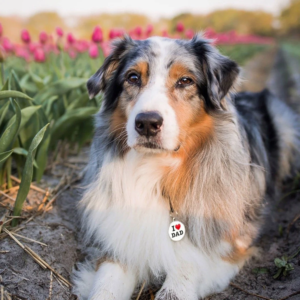 MyFamily Charms Big I Love Dad pet ID tag