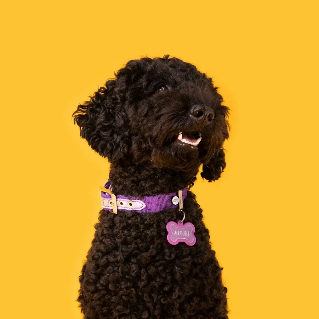 MyFamily Hushtag big purple aluminum bone dog ID tag with rubber accent