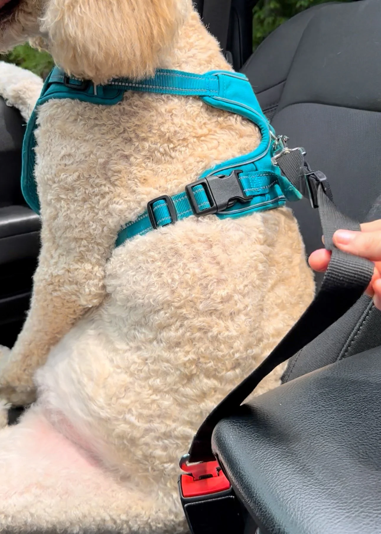Coastal Adjustable Auto Tether black nylon dog seat-belt strap with metal buckle and swivel snap