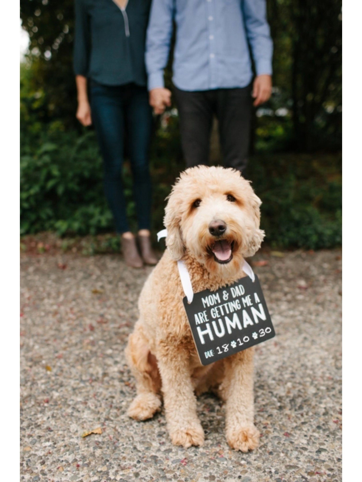 Pet's Baby Announcement Chalkboard