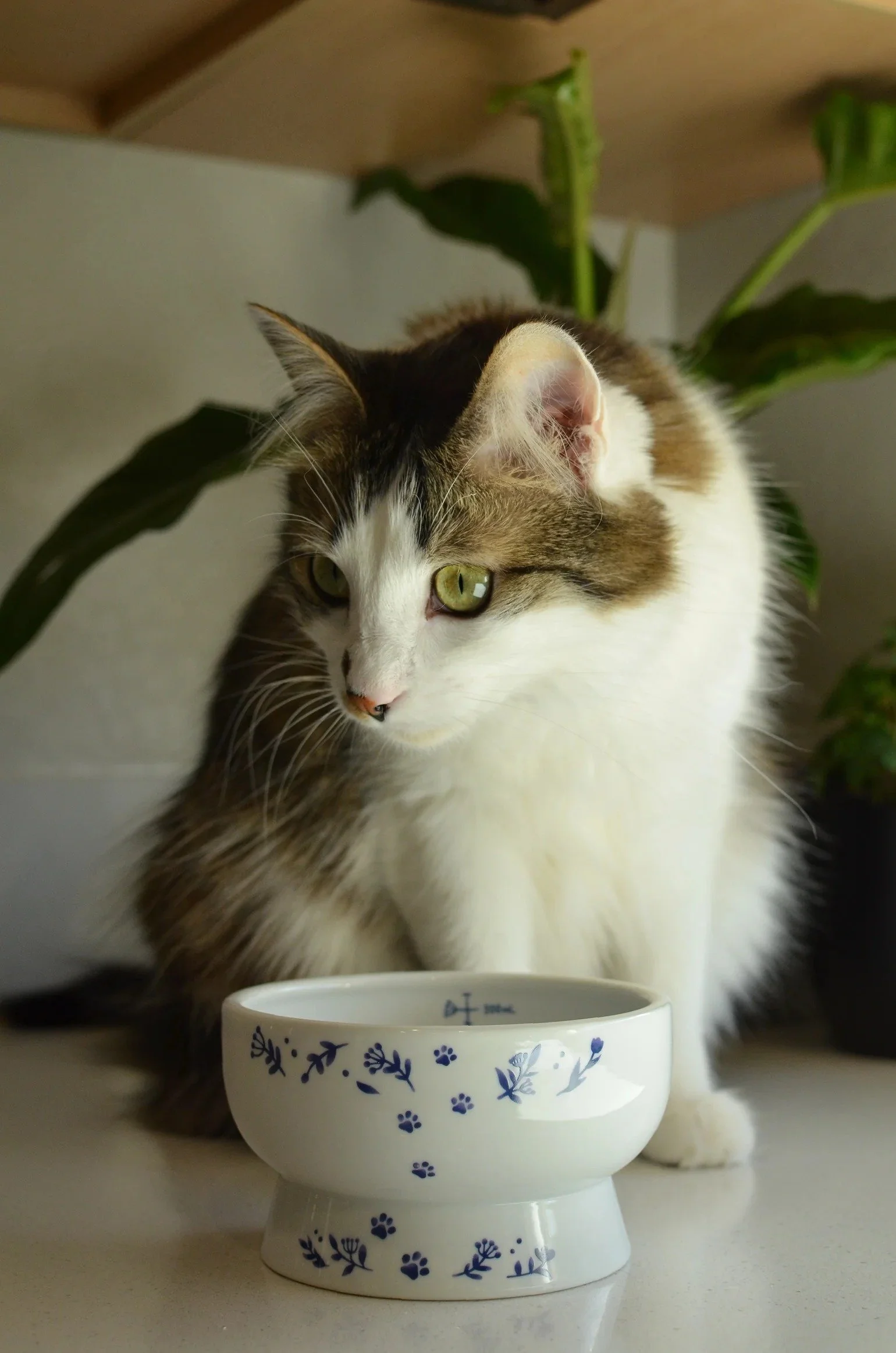 Support comfortable hydration with the Necoichi raised cat water bowl, featuring porcelain construction, measuring lines and Nordic Blue styling_.jpg