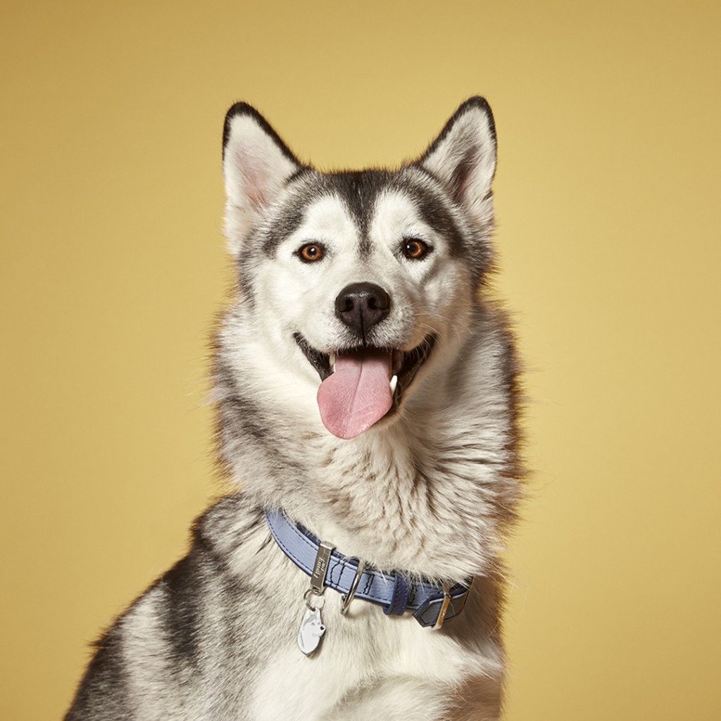 MyFamily Firenze light blue genuine leather dog collar
