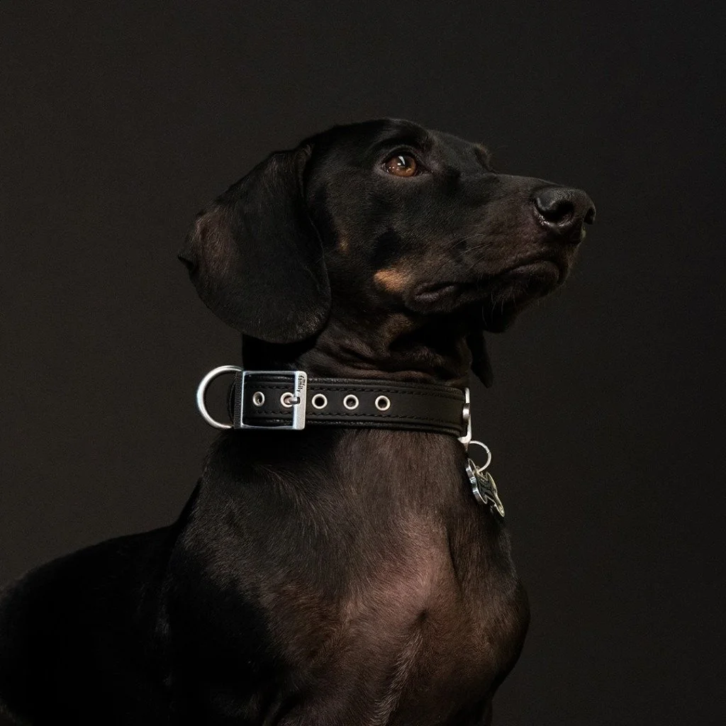 MyFamily Bilbao black synthetic fiber dog collar