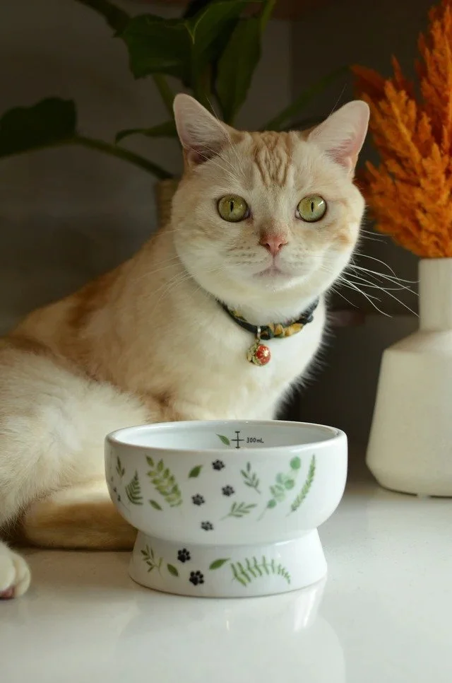 Necoichi raised porcelain cat water bowl in the Go Green design (1).jpg