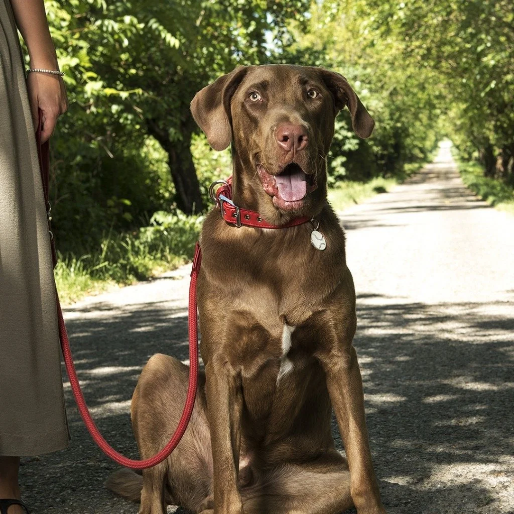 Red synthetic fiber dog collar designed for comfortable everyday wear with durable construction and classic outdoor-inspired style.