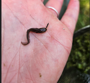 En lille orme-lignende skapning på en persons håndflade.