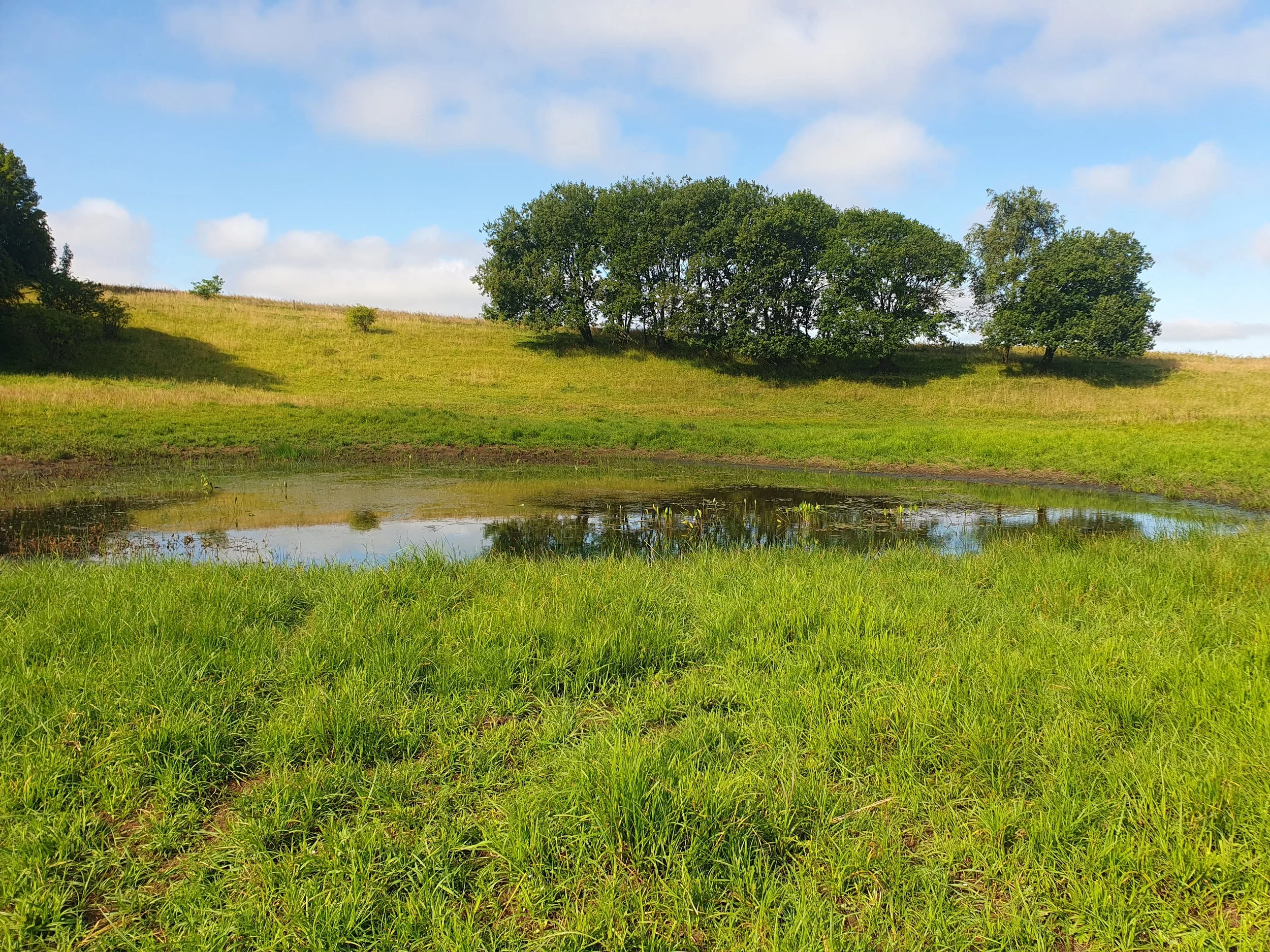 Grøn græsmark med lille dam, træer på bakke under blå himmel med få skyer.