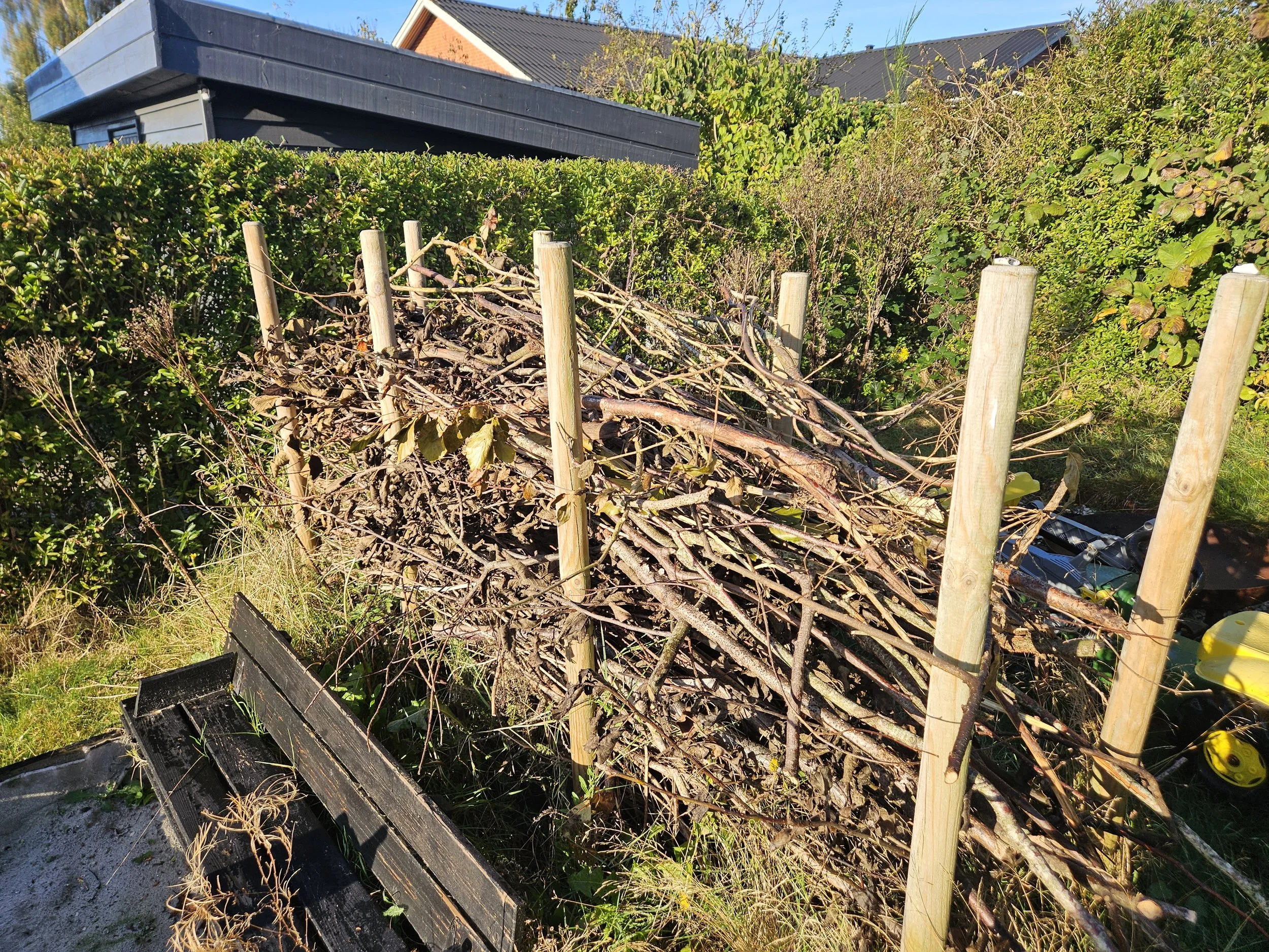 Opsamlet grangrene grene og grene, der er bundet sammen og støttet af træpæle, i en baghave med grønne buske og en sort bygning i baggrunden.