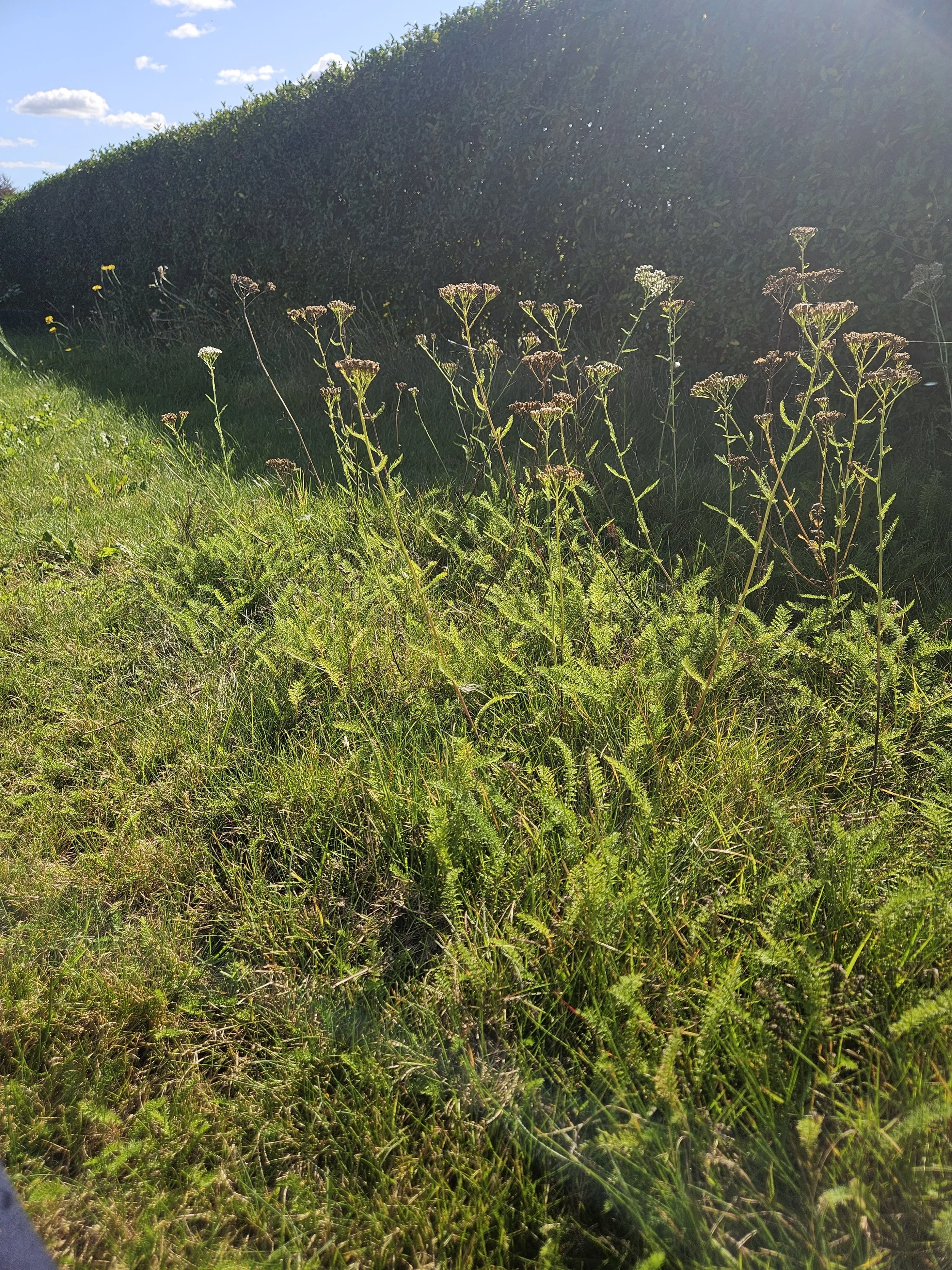 Grønne planter og højt græs under klar blå himmel med nogle skyer.