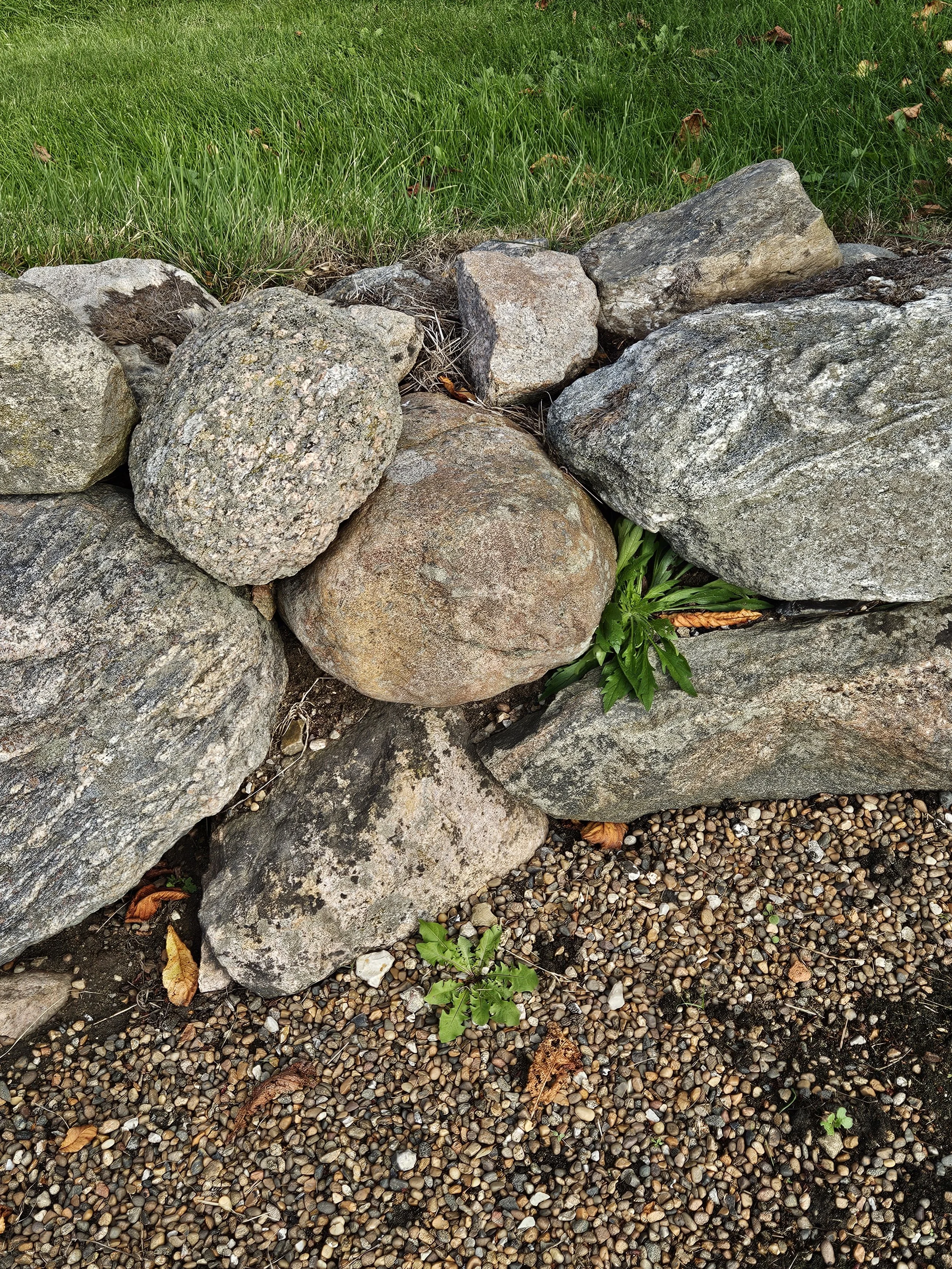 En stenmur med store og små sten, foran er der småsten og nogle grønne planter med blade.