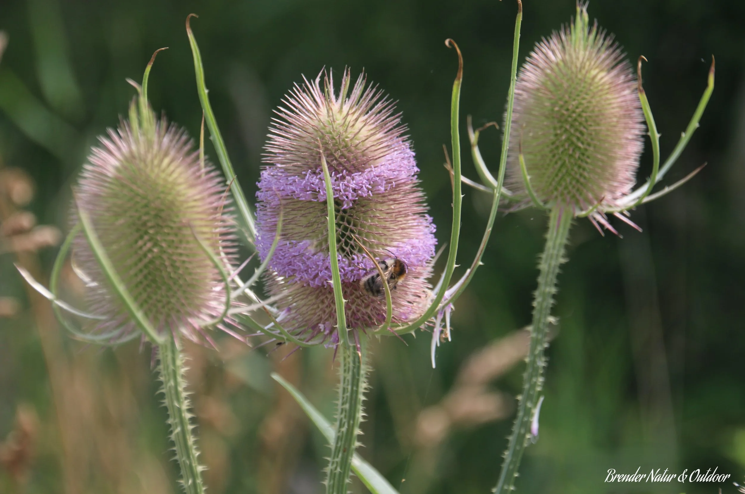 Billede af blomster med pigge og lilla blomsterkranse, en bi sidder på én af blomsterne.