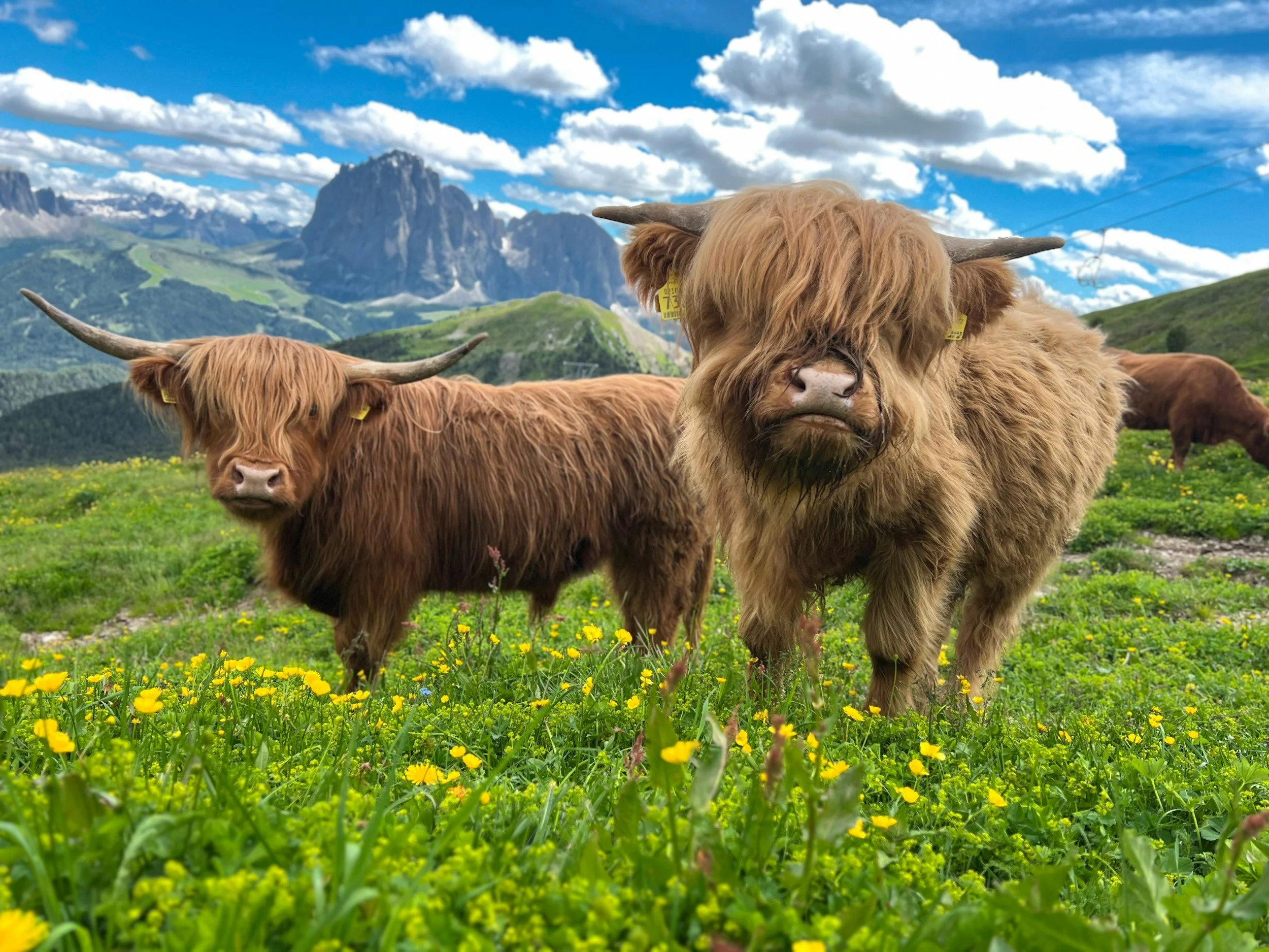 Two Highland cows with long shaggy hair and large curved horns standing in a lush green meadow with yellow flowers, mountains in the background, and a partly cloudy sky.