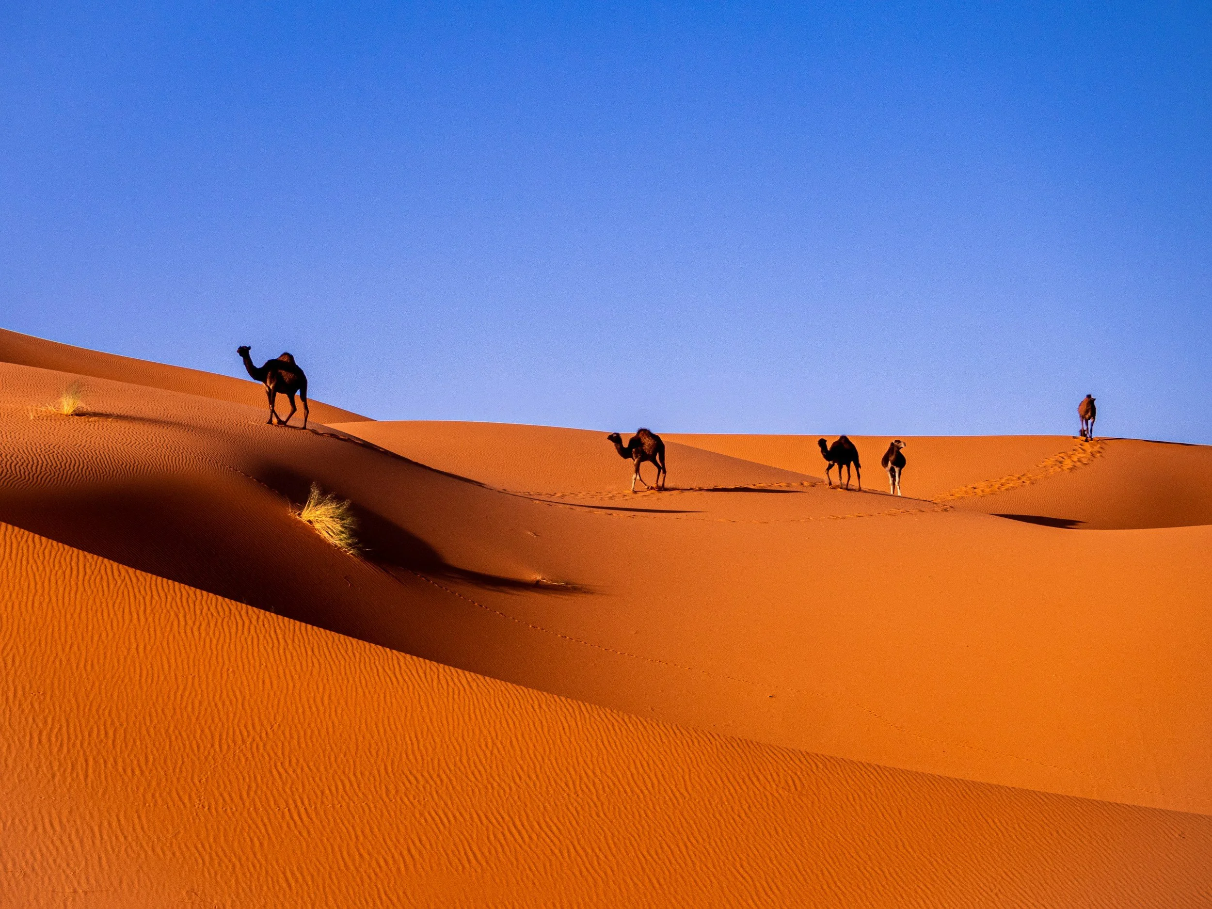 A group of camels walking across sand dunes in a desert under a clear blue sky.