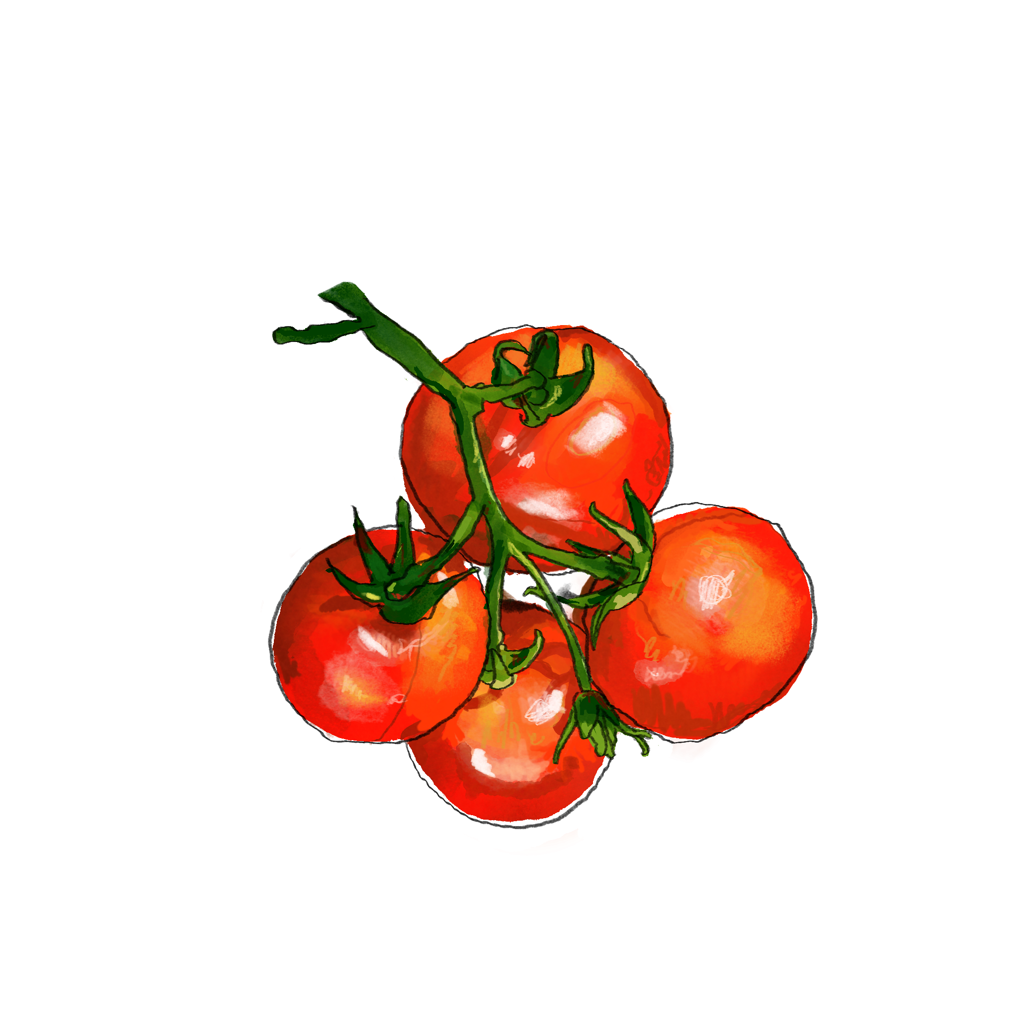 Illustration of four red tomatoes on the vine with green stems against a white background.