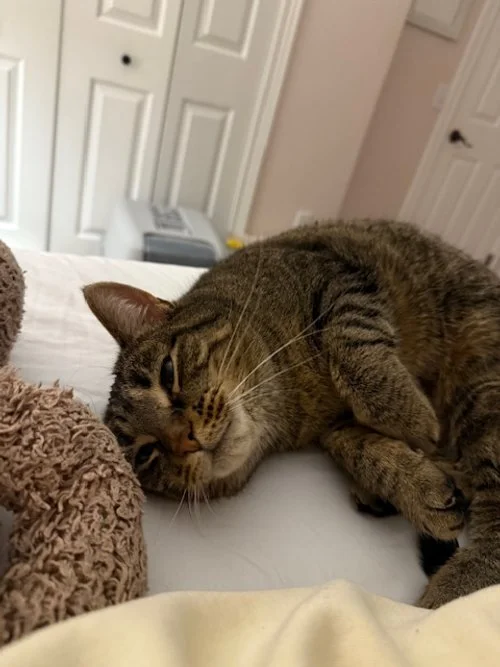 Olive, a tabby cat, being so cozy.