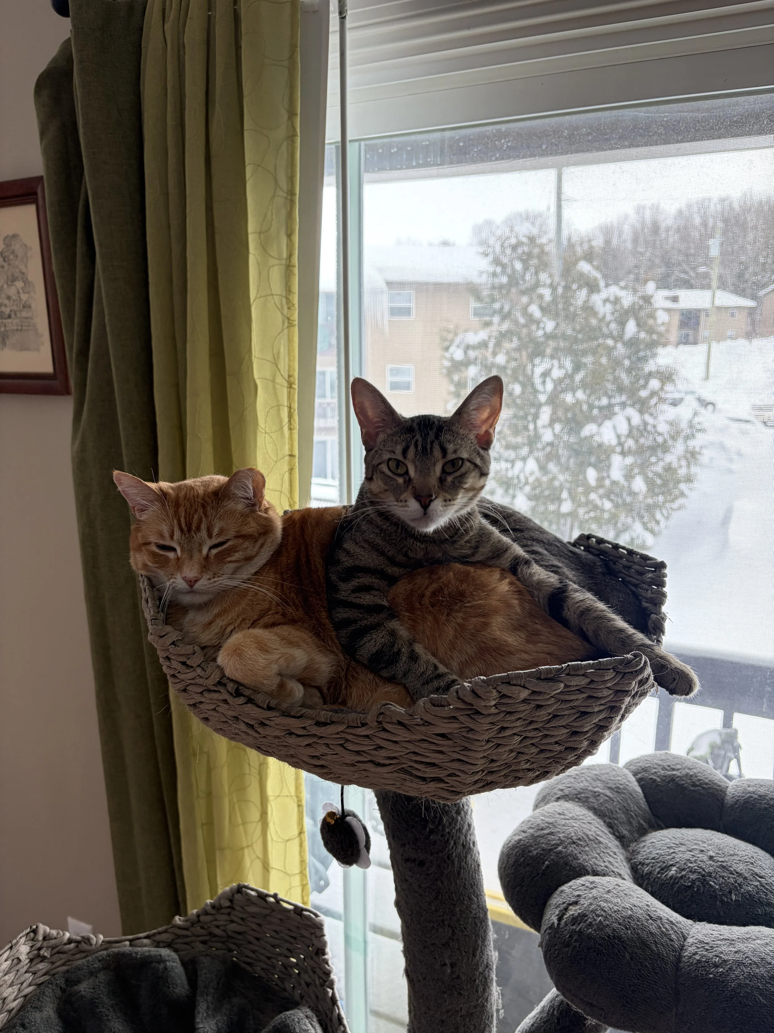 Joan Callamezzo, a tabby cat, laying on top of a white toilet.