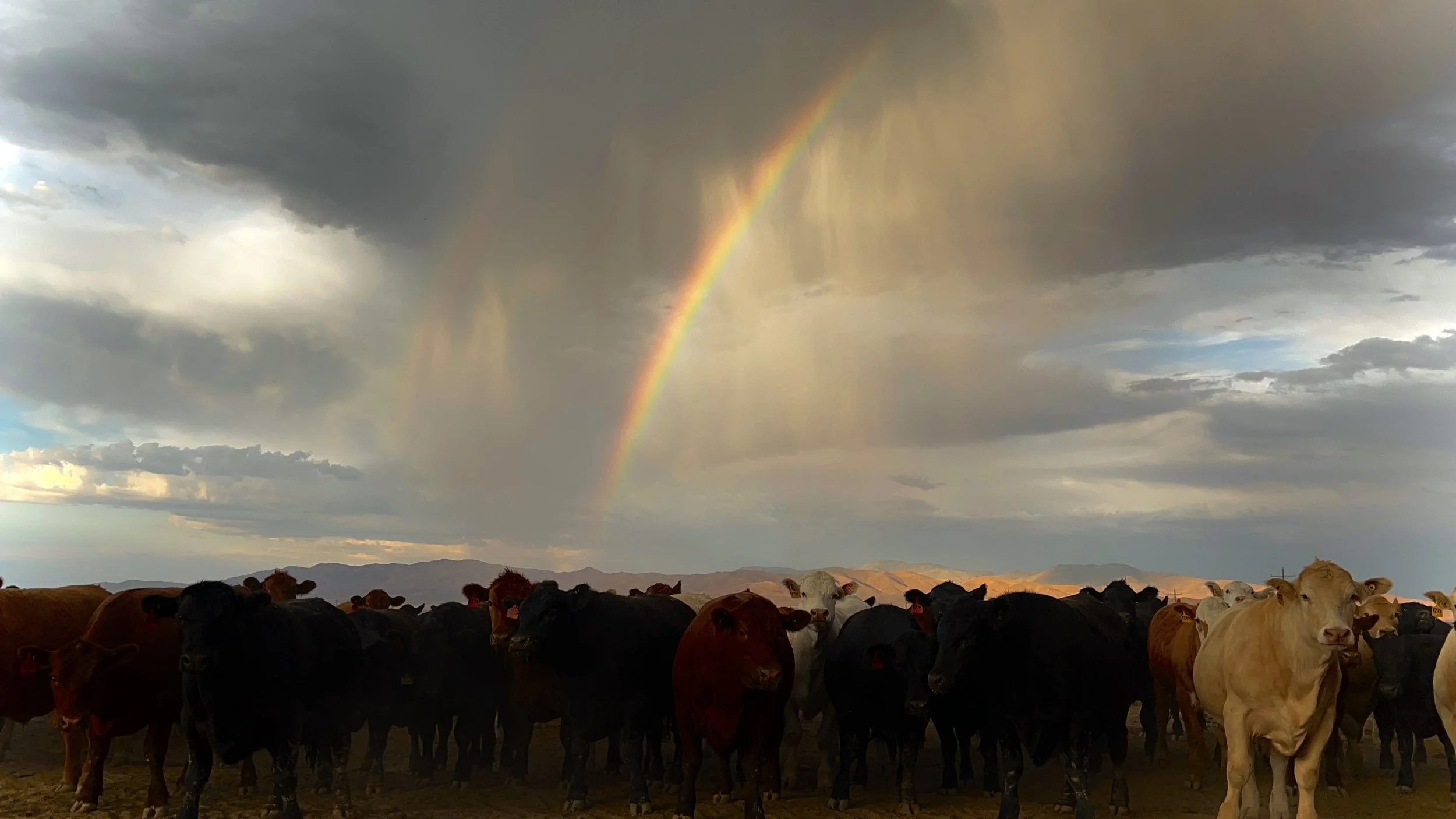 Cows grazing outdoors under a cloudy sky with a rainbow visible in the distance.