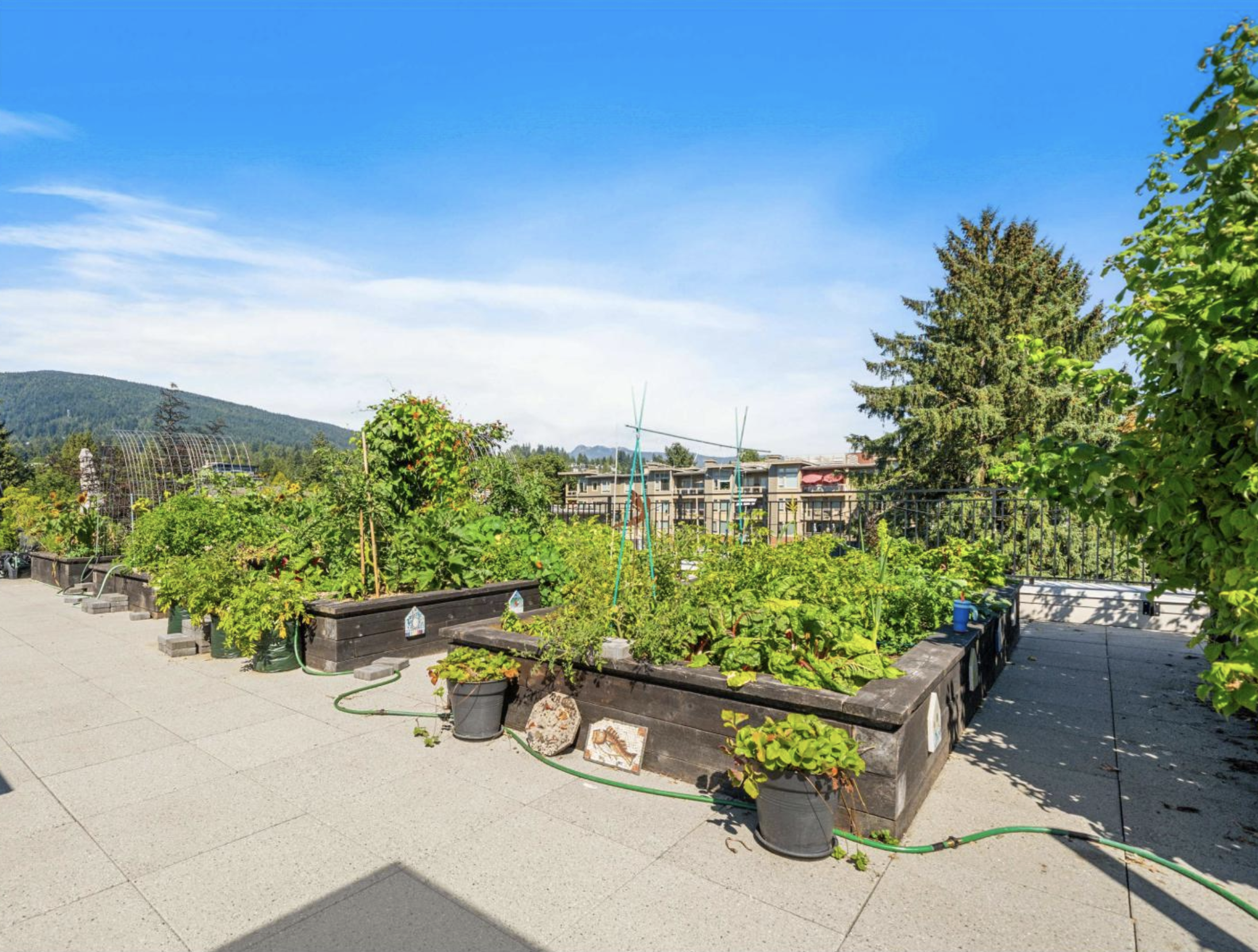 Rooftop veggie beds