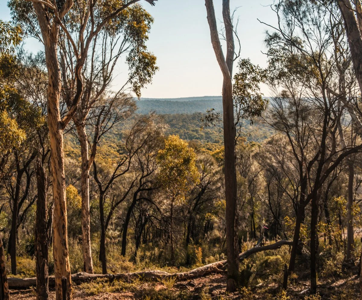 Australian outback with scattered gumtrees