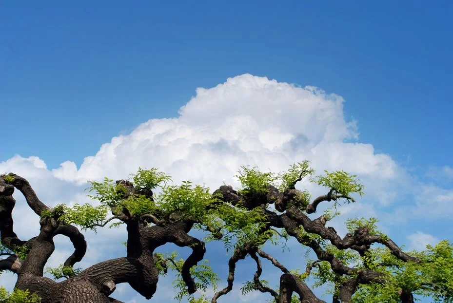 When Faced with Pain, Create Anyway