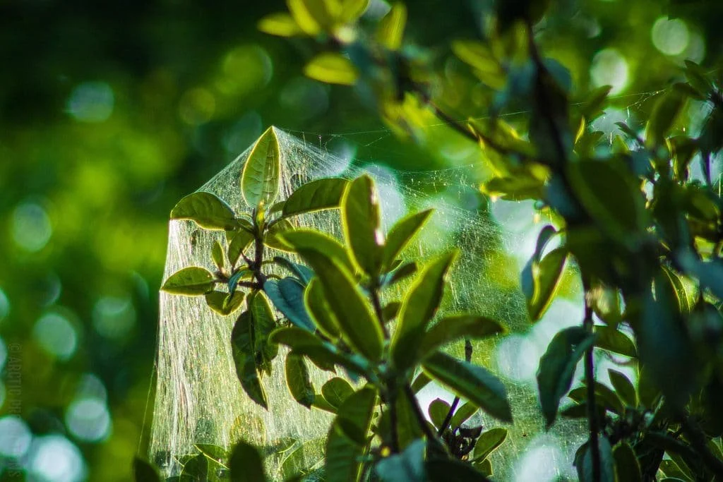 Slowing the Spinning Mind