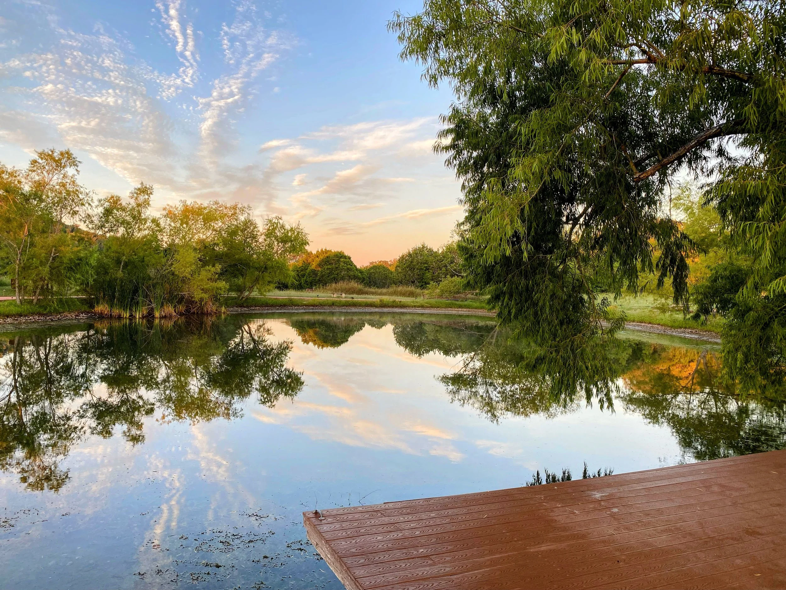 Shot of pond with low hanging tree