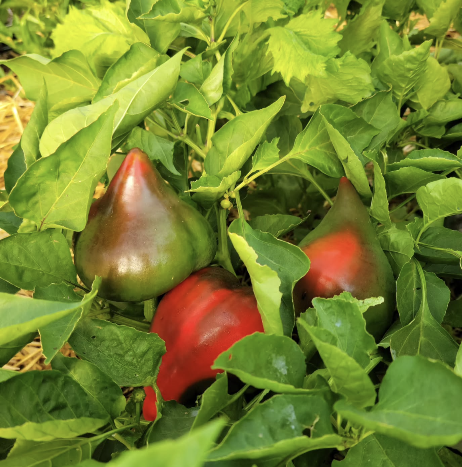Close up shot of peppers in greenhouse with all of the greens they use for the culinary experience. Resembling freshly sourced ingredients.